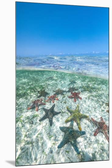 Exotic starfish under the breaking waves in the transparent water of the Indian Ocean-Roberto Moiola-Mounted Premium Photographic Print