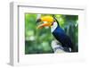 Exotic Toucan Bird in Natural Setting near Iguazu Falls in Foz Do Iguacu, Brazil.-R M Nunes-Framed Photographic Print