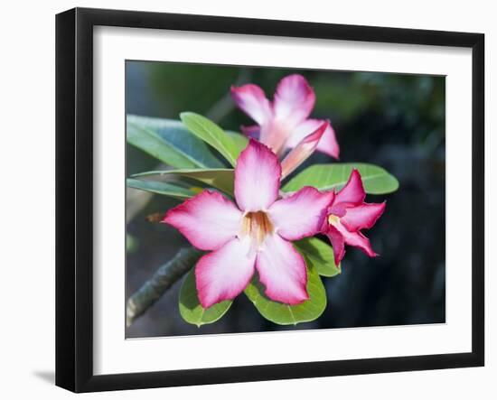 Exotic Tropical Blooms, St John, United States Virgin Islands, USA, US Virgin Islands, Caribbean-Trish Drury-Framed Premium Photographic Print