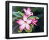 Exotic Tropical Blooms, St John, United States Virgin Islands, USA, US Virgin Islands, Caribbean-Trish Drury-Framed Premium Photographic Print