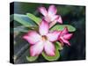 Exotic Tropical Blooms, St John, United States Virgin Islands, USA, US Virgin Islands, Caribbean-Trish Drury-Stretched Canvas