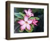 Exotic Tropical Blooms, St John, United States Virgin Islands, USA, US Virgin Islands, Caribbean-Trish Drury-Framed Photographic Print