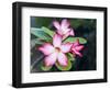 Exotic Tropical Blooms, St John, United States Virgin Islands, USA, US Virgin Islands, Caribbean-Trish Drury-Framed Photographic Print