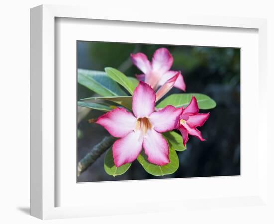 Exotic Tropical Blooms, St John, United States Virgin Islands, USA, US Virgin Islands, Caribbean-Trish Drury-Framed Photographic Print