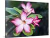Exotic Tropical Blooms, St John, United States Virgin Islands, USA, US Virgin Islands, Caribbean-Trish Drury-Stretched Canvas