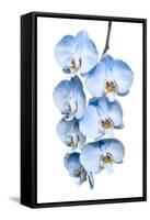 Exotic Tropical Branch of Romantic Blue Orchids Flowers-servickuz-Framed Stretched Canvas