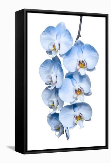 Exotic Tropical Branch of Romantic Blue Orchids Flowers-servickuz-Framed Stretched Canvas