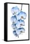 Exotic Tropical Branch of Romantic Blue Orchids Flowers-servickuz-Framed Stretched Canvas
