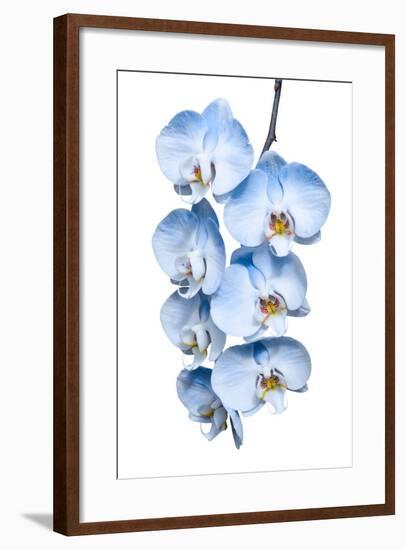 Exotic Tropical Branch of Romantic Blue Orchids Flowers-servickuz-Framed Photographic Print