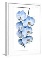 Exotic Tropical Branch of Romantic Blue Orchids Flowers-servickuz-Framed Photographic Print