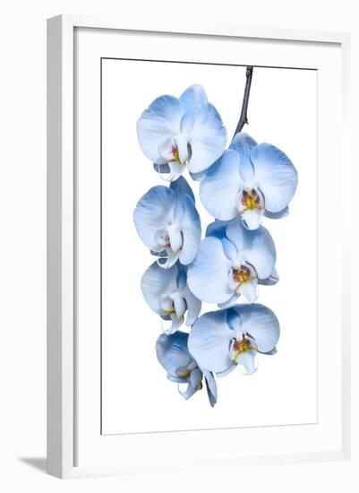 Exotic Tropical Branch of Romantic Blue Orchids Flowers-servickuz-Framed Photographic Print