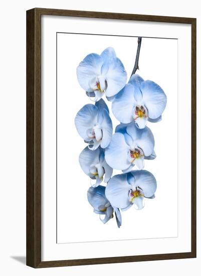 Exotic Tropical Branch of Romantic Blue Orchids Flowers-servickuz-Framed Photographic Print