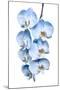 Exotic Tropical Branch of Romantic Blue Orchids Flowers-servickuz-Mounted Photographic Print