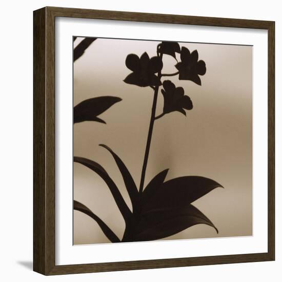 Exotica I-Tony Koukos-Framed Giclee Print