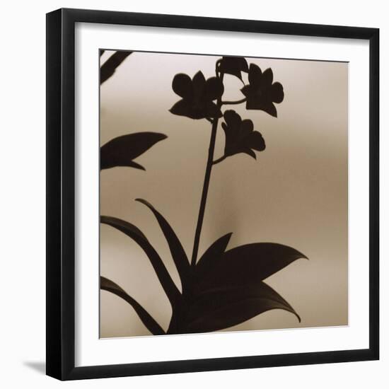 Exotica I-Tony Koukos-Framed Giclee Print