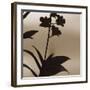 Exotica I-Tony Koukos-Framed Giclee Print