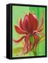 Exotica I-Patricia Pinto-Framed Stretched Canvas