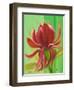 Exotica I-Patricia Pinto-Framed Art Print