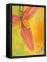 Exotica II-Patricia Pinto-Framed Stretched Canvas