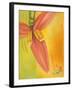 Exotica II-Patricia Pinto-Framed Art Print