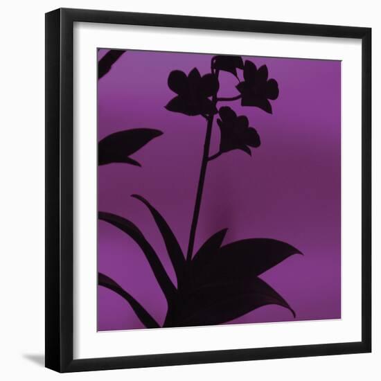 Exotica III-Tony Koukos-Framed Art Print