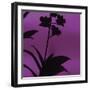 Exotica III-Tony Koukos-Framed Art Print