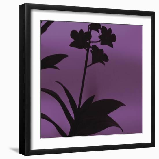 Exotica III-Tony Koukos-Framed Giclee Print