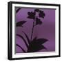 Exotica III-Tony Koukos-Framed Giclee Print