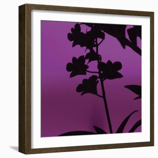 Exotica IV-Tony Koukos-Framed Art Print