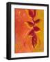 Exotica IV-Patricia Pinto-Framed Art Print