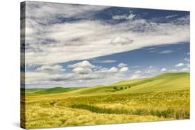 Expansive rolling fields of wheat and clouds, Palouse region of western Idaho.-Adam Jones-Stretched Canvas
