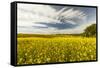Expansive view of Canola crop, western Idaho.-Adam Jones-Framed Stretched Canvas