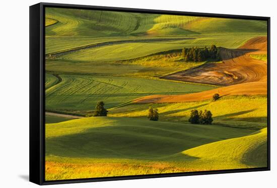 Expansive view of rolling hills of wheat crops at sunrise, from Steptoe Butte, Palouse region of Ea-Adam Jones-Framed Stretched Canvas