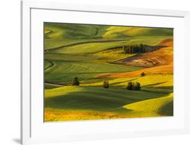 Expansive view of rolling hills of wheat crops at sunrise, from Steptoe Butte, Palouse region of Ea-Adam Jones-Framed Photographic Print