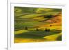 Expansive view of rolling hills of wheat crops at sunrise, from Steptoe Butte, Palouse region of Ea-Adam Jones-Framed Photographic Print