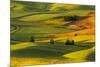 Expansive view of rolling hills of wheat crops at sunrise, from Steptoe Butte, Palouse region of Ea-Adam Jones-Mounted Photographic Print