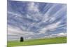 Expansive wheat field and trees, Palouse farming region of Eastern Washington State-Adam Jones-Mounted Photographic Print