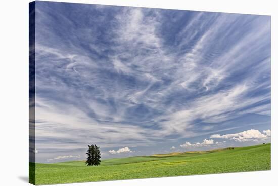 Expansive wheat field and trees, Palouse farming region of Eastern Washington State-Adam Jones-Stretched Canvas