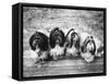 Expensive Little Chinese Dogs Shih Tzus Once Owned Only by Royalty-Yale Joel-Framed Stretched Canvas