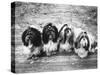 Expensive Little Chinese Dogs Shih Tzus Once Owned Only by Royalty-Yale Joel-Stretched Canvas