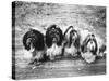 Expensive Little Chinese Dogs Shih Tzus Once Owned Only by Royalty-Yale Joel-Stretched Canvas