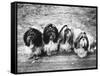 Expensive Little Chinese Dogs Shih Tzus Once Owned Only by Royalty-Yale Joel-Framed Stretched Canvas