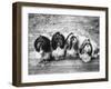 Expensive Little Chinese Dogs Shih Tzus Once Owned Only by Royalty-Yale Joel-Framed Photographic Print