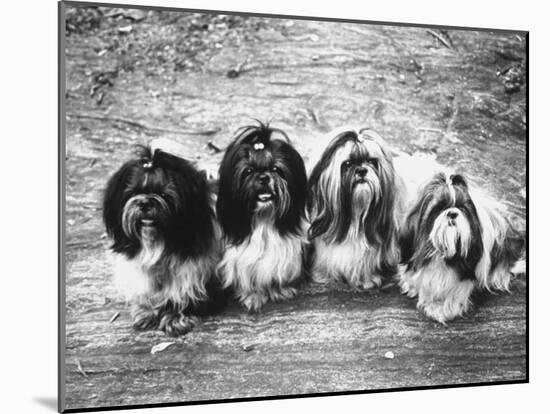 Expensive Little Chinese Dogs Shih Tzus Once Owned Only by Royalty-Yale Joel-Mounted Photographic Print