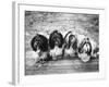 Expensive Little Chinese Dogs Shih Tzus Once Owned Only by Royalty-Yale Joel-Framed Photographic Print