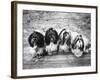 Expensive Little Chinese Dogs Shih Tzus Once Owned Only by Royalty-Yale Joel-Framed Photographic Print