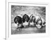 Expensive Little Chinese Dogs Shih Tzus Once Owned Only by Royalty-Yale Joel-Framed Photographic Print