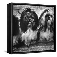 Expensive Little Chinese Dogs Shih Tzus Once Owned Only by Royalty-Yale Joel-Framed Stretched Canvas