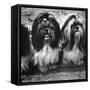 Expensive Little Chinese Dogs Shih Tzus Once Owned Only by Royalty-Yale Joel-Framed Stretched Canvas