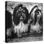 Expensive Little Chinese Dogs Shih Tzus Once Owned Only by Royalty-Yale Joel-Stretched Canvas